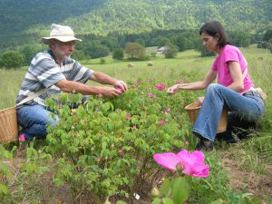 Cueillette-plante-sauvage