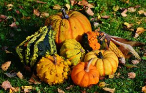 varietes-courge