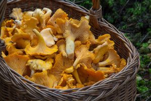 champignon-automne