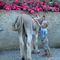 balade avec un ane