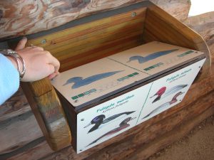 observer les oiseaux