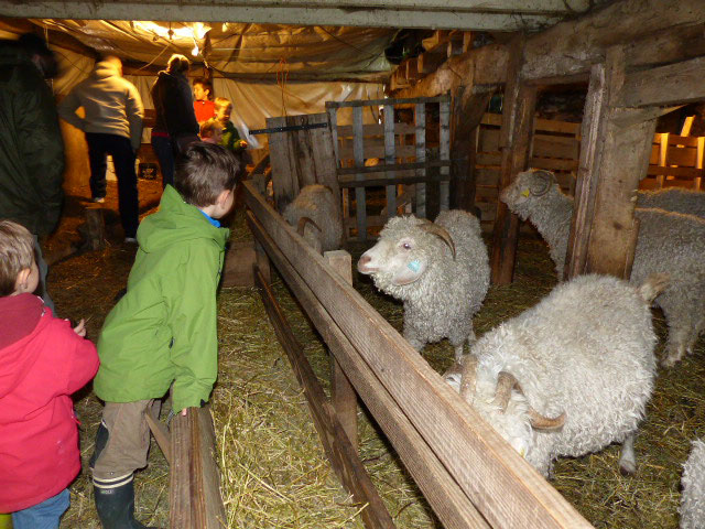 visite des animaux de la ferme