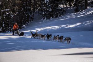 chien de traineau